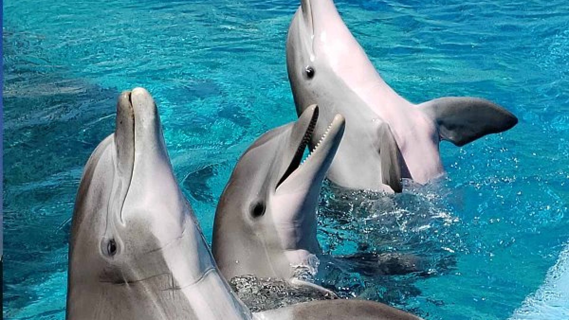 Dolphin-Day